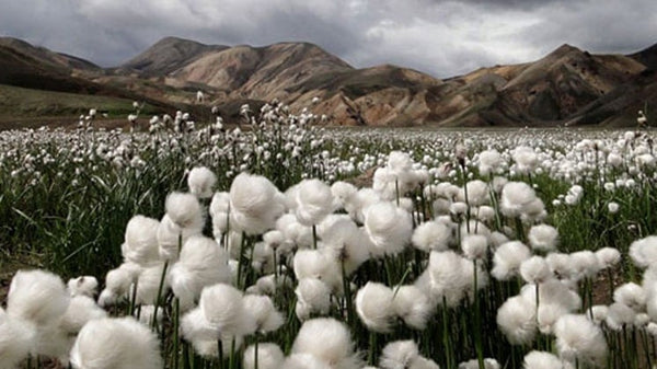 Why natural fabrics are a better choice.