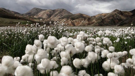 Why natural fabrics are a better choice.